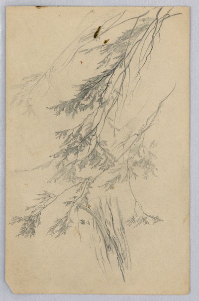 Badanie liści autorstwa William Trost Richards