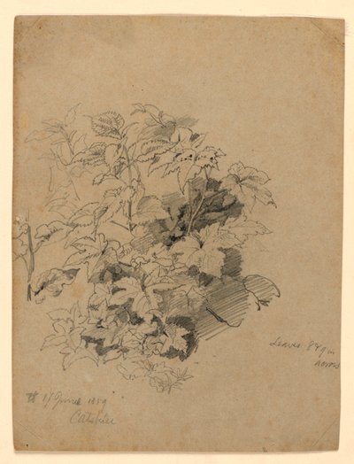 Badanie liści autorstwa William Trost Richards