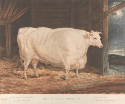 The Durham White Ox / Udoskonalona rasa wodna Tees / John Nesham, Esqr. / Hodowane i karmione / z Houghton le Spring, Durham autorstwa William Ward