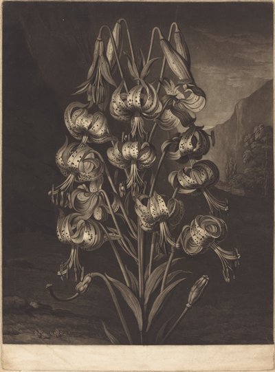 Wspaniała lilia autorstwa William Ward after Philip Reinagle