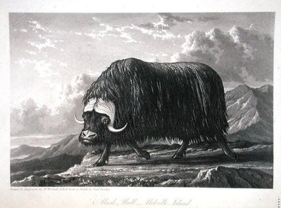 Musk Bull, Melville Island, z „Journal of a Voyage for the Discovery of North West Passage od Atlantyku do Pacyfiku wykonanego w latach 1819-20”, autorstwa Williama Edwarda Parry