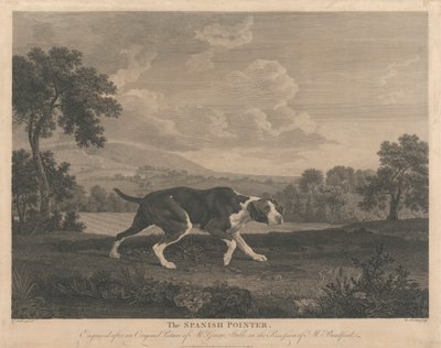[Strzelanie] Wyżeł hiszpański autorstwa William Woollett