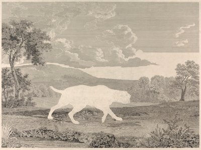 [Strzelanie] Wyżeł hiszpański autorstwa William Woollett