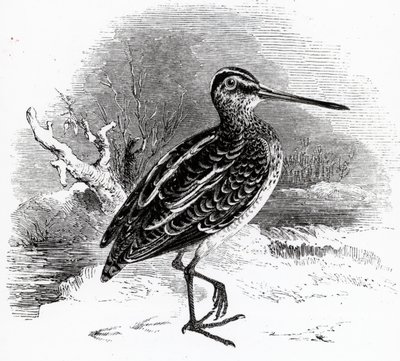 The Common Snipe, ilustracja z „Historii ptaków brytyjskich” Williama Yarrella, opublikowana po raz pierwszy w 1843 r. autorstwa William Yarrell