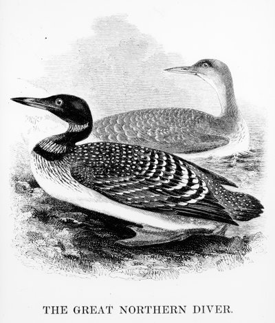 The Great Northern Diver, ilustracja z „Historii ptaków brytyjskich” Williama Yarrella, opublikowana po raz pierwszy w 1843 r. (drzewryt) autorstwa William Yarrell