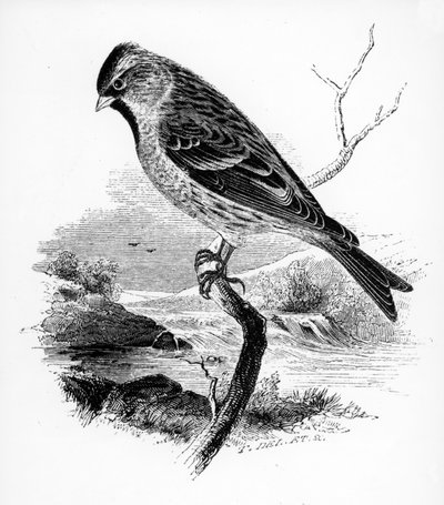 The Lesser Redpole, ilustracja z „Historii ptaków brytyjskich” Williama Yarrella, opublikowana po raz pierwszy w 1843 r. autorstwa William Yarrell
