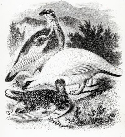 Ptarmigan, ilustracja z „Historii ptaków brytyjskich” Williama Yarrella, opublikowana po raz pierwszy w 1843 r. autorstwa William Yarrell