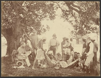 [Tusza tygrysa] autorstwa Willoughby Wallace Hooper