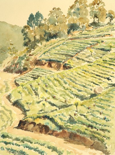 727 zbieraczy herbaty, Glenmore autorstwa Wilson Clive