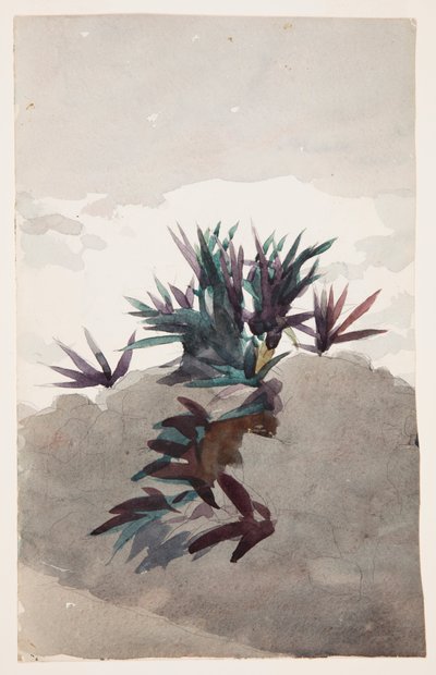 Wzgórze z kępami Maguey autorstwa Winslow Homer