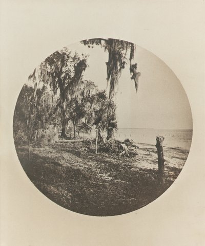 Scena z palmami i plażą, wybrzeże Florydy, ok. 1904 r. autorstwa Winslow Homer