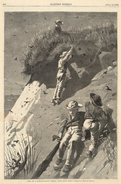 Najazd na kolonię piaskowych jaskółek autorstwa Winslow Homer