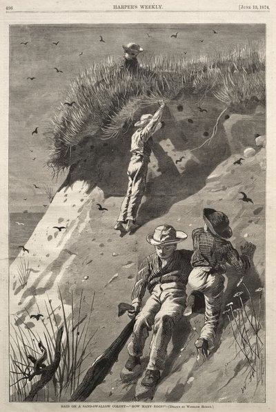 Najazd na kolonię brzegówek - „Ile jaj?” autorstwa Winslow Homer