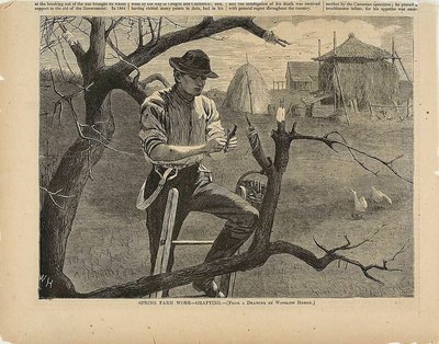 Wiosenne prace na farmie - szczepienie autorstwa Winslow Homer