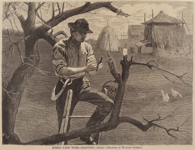Wiosenna praca na farmie - szczepienie, opublikowana w 1870 r. autorstwa Winslow Homer