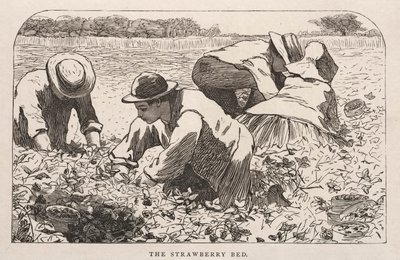 Łóżko truskawkowe autorstwa Winslow Homer