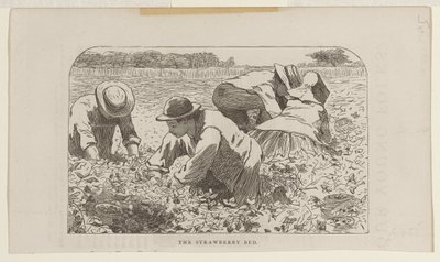 Grządka truskawek autorstwa Winslow Homer
