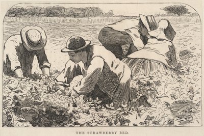 Truskawkowe łóżko, z Our Young Folks, lipiec 1868 r. autorstwa Winslow Homer