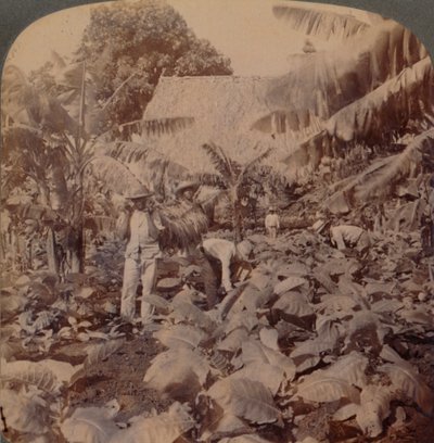 Cięcie tytoniu – typowa plantacja – prowincja Hawana, Kuba, 1899 r. autorstwa Works and Sun Sculpture Studios