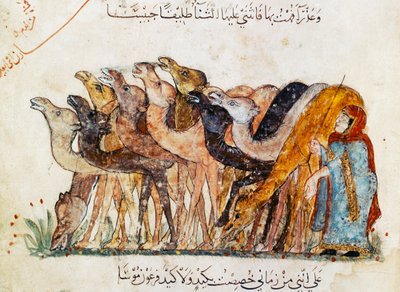 Pani Ar 5847 f.101, Stado wielbłądów, z „Al Maqamat” (Spotkania) Al Hariri, ok. 1240 (zob. także 1689970) autorstwa Yahya ibn Mahmud Al Wasiti