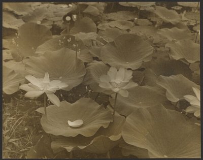 [Lotus]. autorstwa Yasuo Kuniyoshi