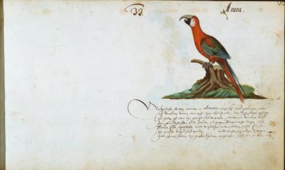 papuga autorstwa Zacharias Wagner