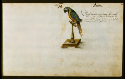 papuga autorstwa Zacharias Wagner