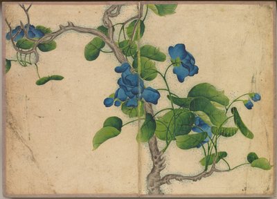 Album na biurko: obrazy kwiatów i ptaków (Climbing Blue Flowers) autorstwa Zhang Ruoai
