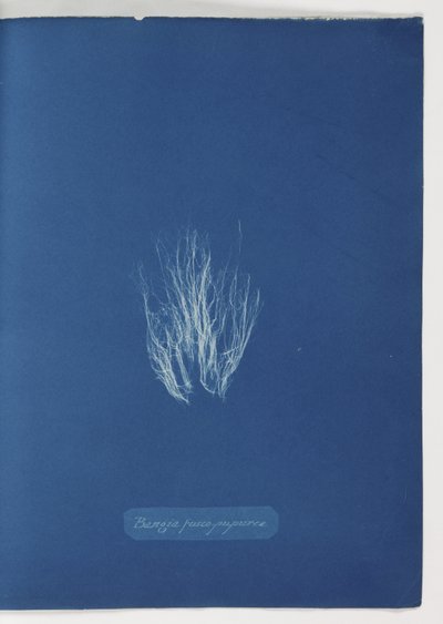 „Bangia fusco-fioletowy” autorstwa Frederick (attr. to) Barnard