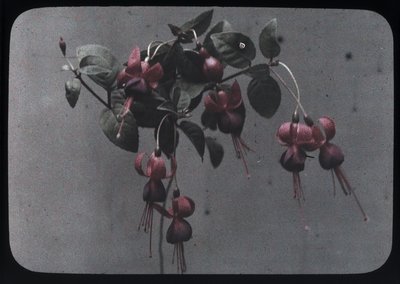 "Fuksja" autorstwa Frederick (attr. to) Barnard