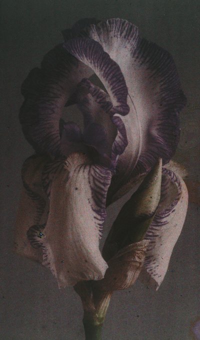 "Irys niemiecki (Iris germanica) autorstwa Frederick (attr. to) Barnard