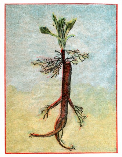 Mandragora autorstwa . .