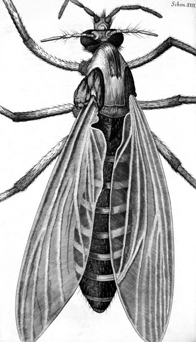 Mikroskopia autorstwa Frederick (attr. to) Barnard