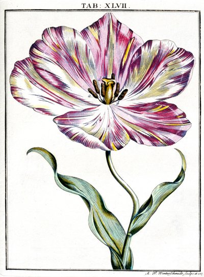 Mikroskopia autorstwa Frederick (attr. to) Barnard