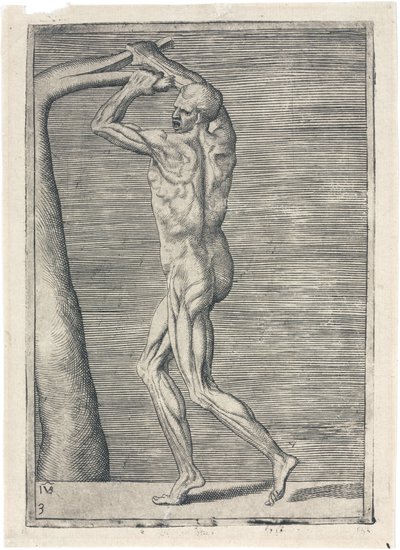 Mięśnie Anatomiczne badanie muskulatury mężczyzny; mężczyzna łamiący gałąź, ok. 1555 autorstwa Frederick (attr. to) Barnard
