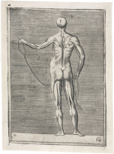 Mięśnie Anatomiczne badanie muskulatury mężczyzny; mężczyzna trzymający linę, ok. 1555 autorstwa Frederick (attr. to) Barnard