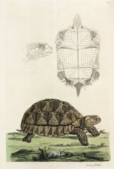 Żółw Żywiołowy autorstwa John Pardon