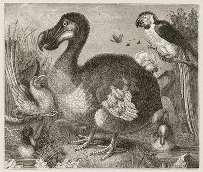 Dodo autorstwa Ferdinand Georg Waldmuller