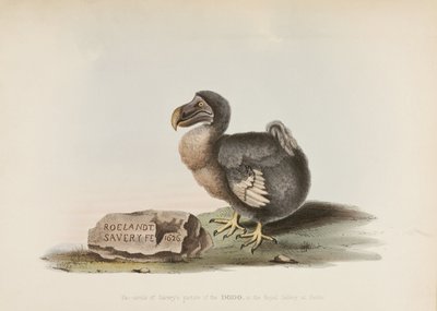 The Dodo autorstwa John Pardon