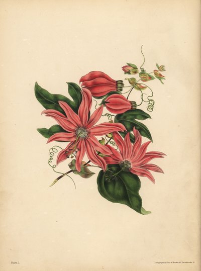 Racemose Passionflower, Passiflora racemosa, Przesądy religijne autorstwa John Pardon