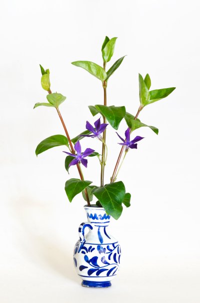 Trzy łodygi barwinka większego (Vinca major) kwitnące w wazonie (zdjęcie) autorstwa . .