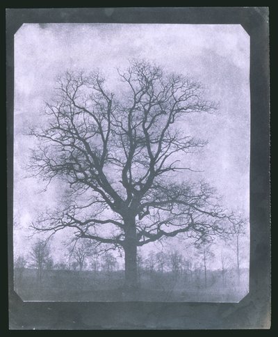 Drzewo zimą, połowa XIX wieku autorstwa Frederick (attr. to) Barnard