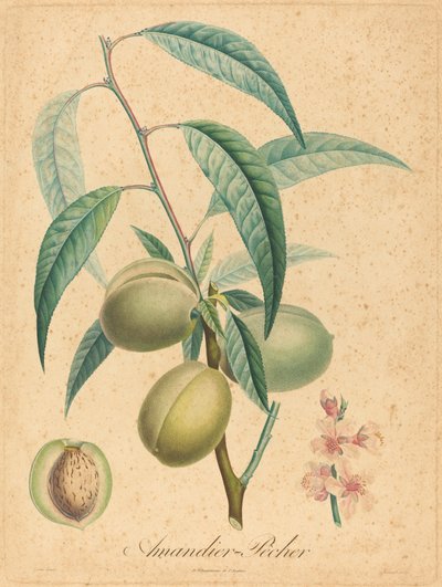 Migdał - Brzoskwinia autorstwa after A. Poiteau