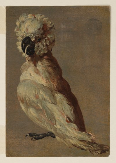 Kakadu biało-brązowa autorstwa after Frans Snyders