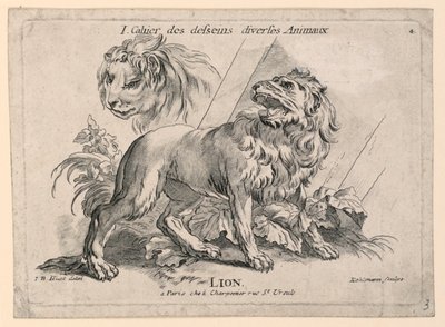 Studia lwów, płyta 4 z „Cahier des Desseins Diverse Animalaux” autorstwa after Jean Baptiste Huet