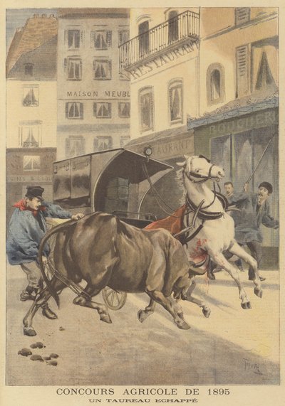 Wystawa rolnicza z 1895 r. Uciekł byk autorstwa after Oswaldo Tofani