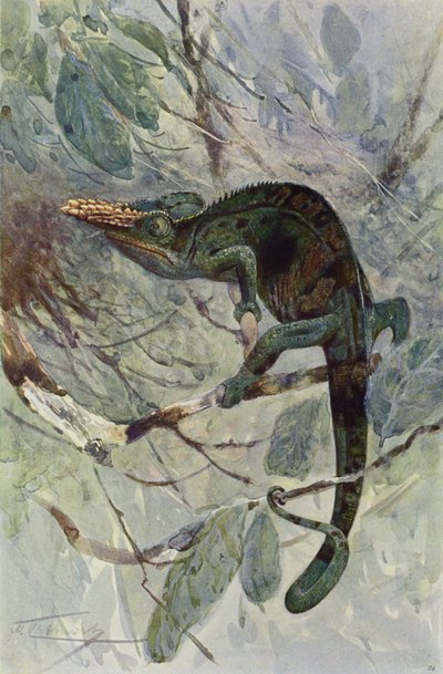 Afrykański Kameleon autorstwa after Wilhelm Kuhnert