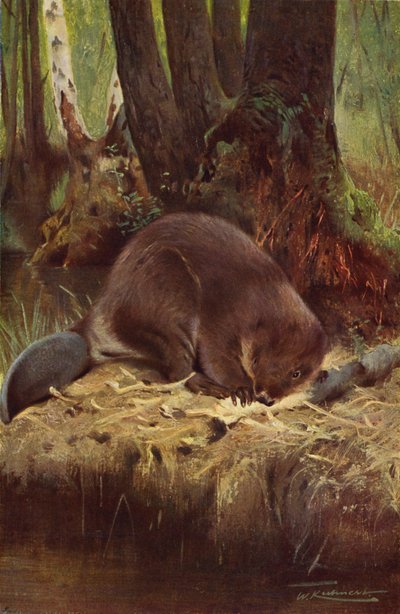Bóbr autorstwa after Wilhelm Kuhnert