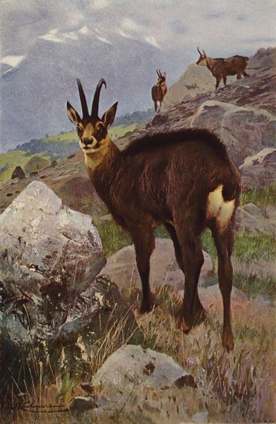 Giemza autorstwa after Wilhelm Kuhnert