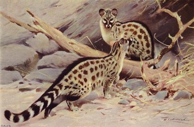 Dongola Genet autorstwa after Wilhelm Kuhnert